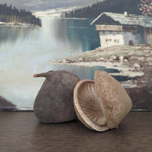Buddha Nut Pod